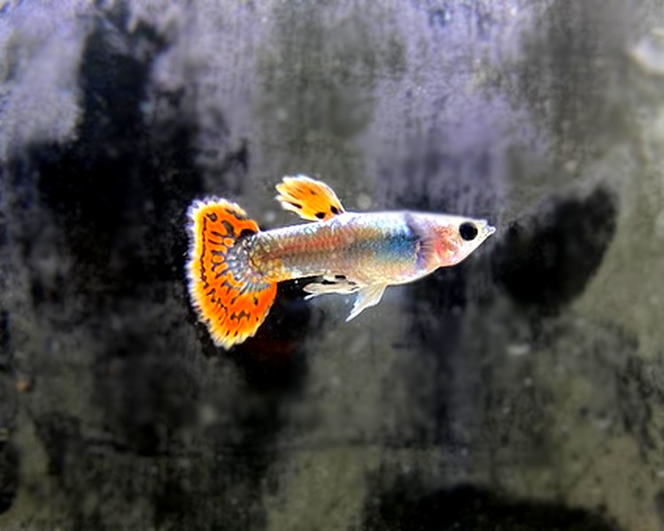 Red Mosaic Guppy - Male ~ 3cm